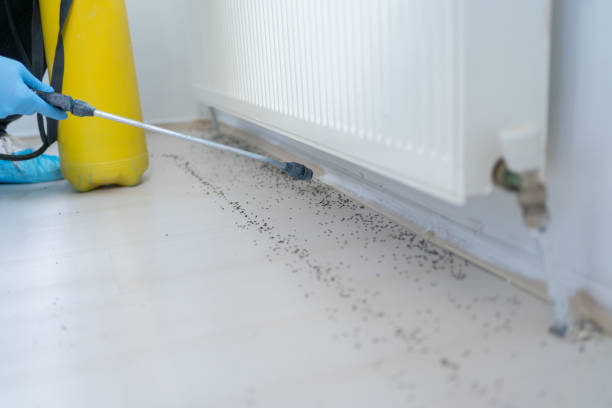 Best Pest Prevention Services  in Corning, NY